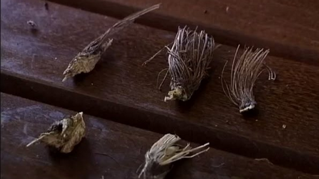 Наши шетачи: Расковник, свети грал међу биљкама, 2-5 