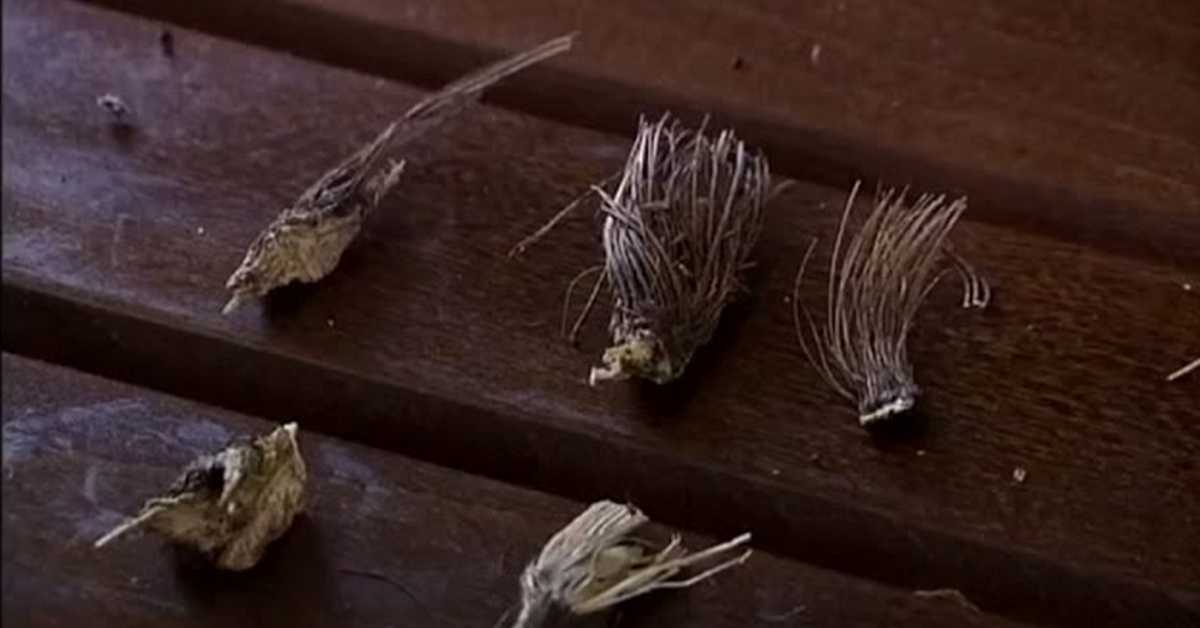 Наши шетачи: Расковник, свети грал међу биљкама, 2-5 