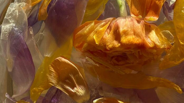 Најава културних догађаја