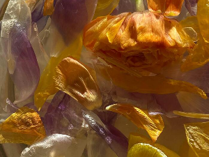 Најава културних догађаја