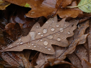 Облачно и хладно, поподне престанак падавина