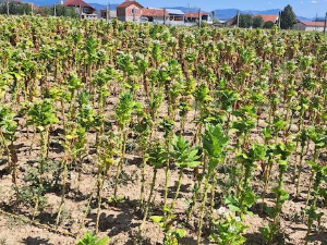 Квадратура круга: Путеви и историја дувана у Прилепу