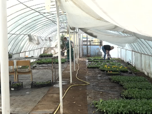 Јесење уређење Пирота 