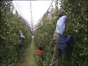 При крају берба воћа