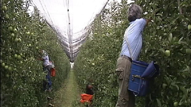 При крају берба воћа