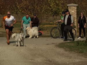 Трка паса са запрегама 