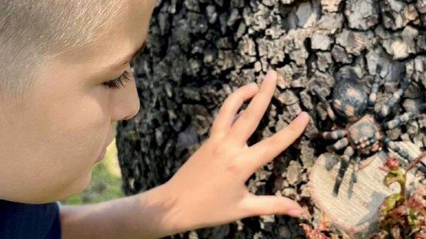 Еко минијатуре: Зоофобија