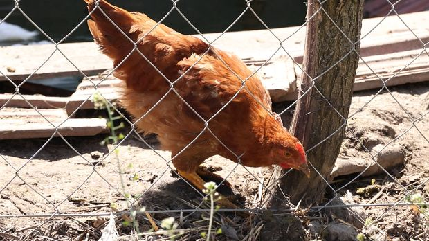 Паноникум: Дворишно царство