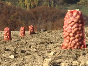 Kако је родио Ивањички кромпир 