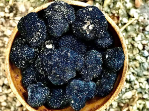  Тартуфи – црни дијаманти, између луксуза и свакодневице  