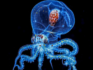 Три срца, плава крв, отров, мастило, постоје од давних времена – необичне чињенице о хоботницама