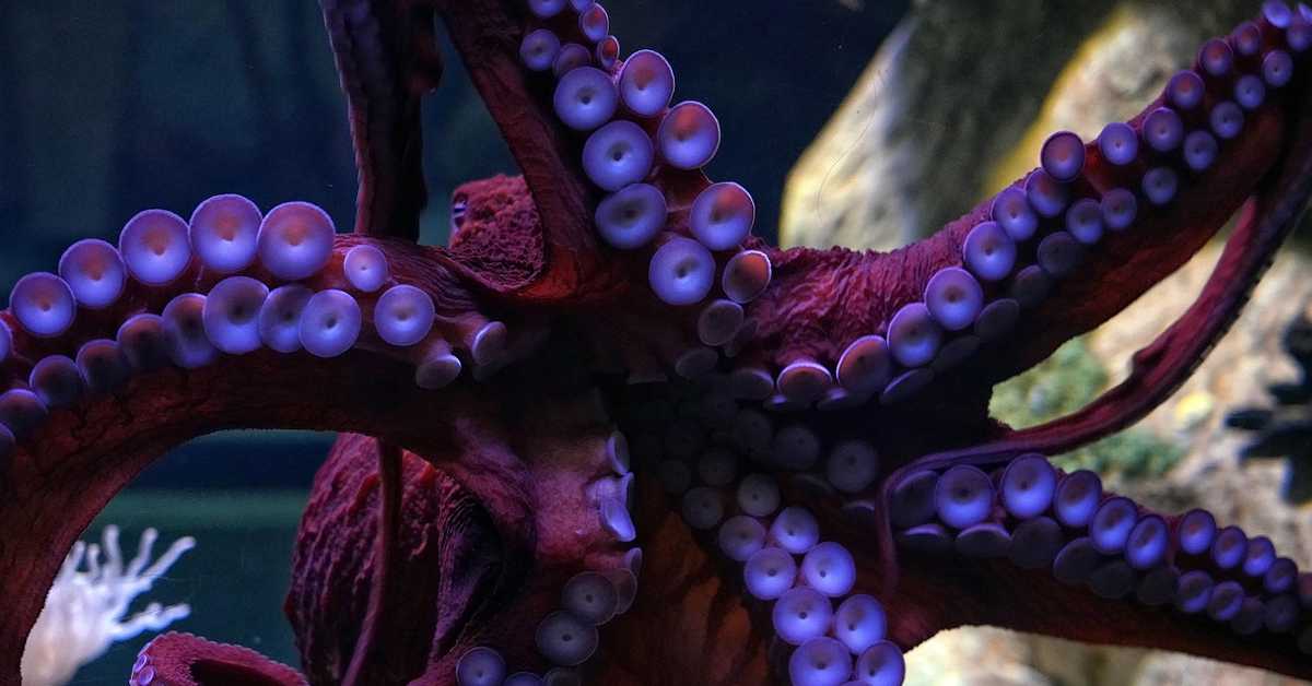 Три срца, плава крв, отров, мастило, постоје од давних времена – необичне чињенице о хоботницама