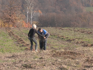 Нови засади шљива