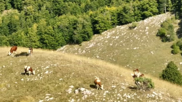  Судбина Ливањског поља у време НДХ
