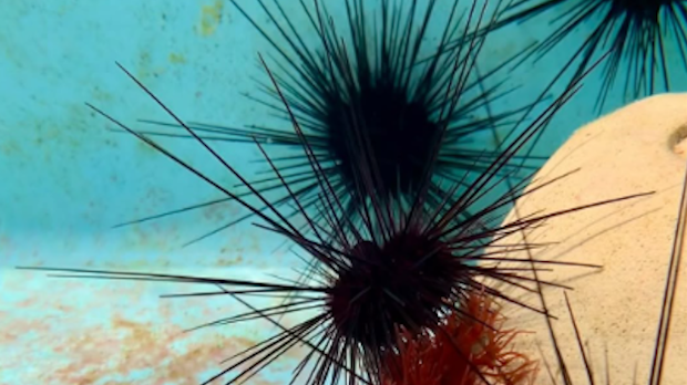 Јежеви мистериозно нестају „испод површине океана“ широм света