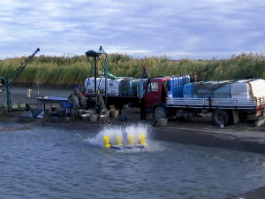 Сутјеска: Уочи Никољдана расте потражња за рибом, а понегде и цене