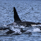 Да ли су делфини и орке пријатељи или је то само интерес