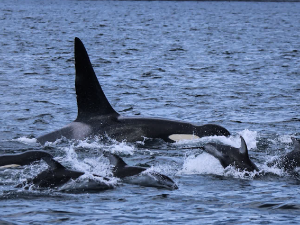 Да ли су делфини и орке пријатељи или је то само интерес