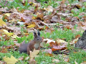 Веверице: Од малих глодара до великих шумара