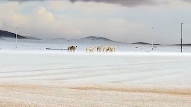 Снег у  Саудијској Арабији – зимске чаролије у пустињи