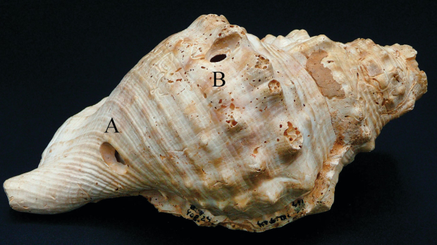Шкољке пронађене у Шпанији можда су међу најстаријим познатим музичким инструментима