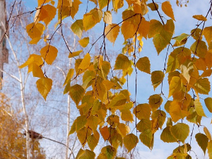 После јутарње магле у Србији облачно време, највиша дневна температура до 12 степени