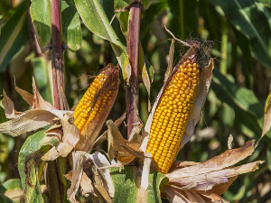 Еколошки магазин