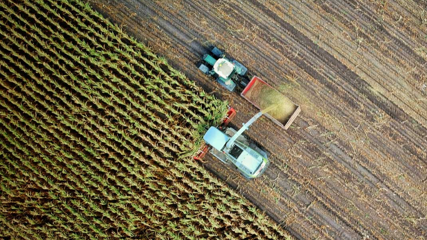 Храна све калоричнија али неквалитетнија због пораста употребе угљен-диоксида у узгоју