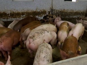 Увођење нове генетике у домаћој производњи свиња  