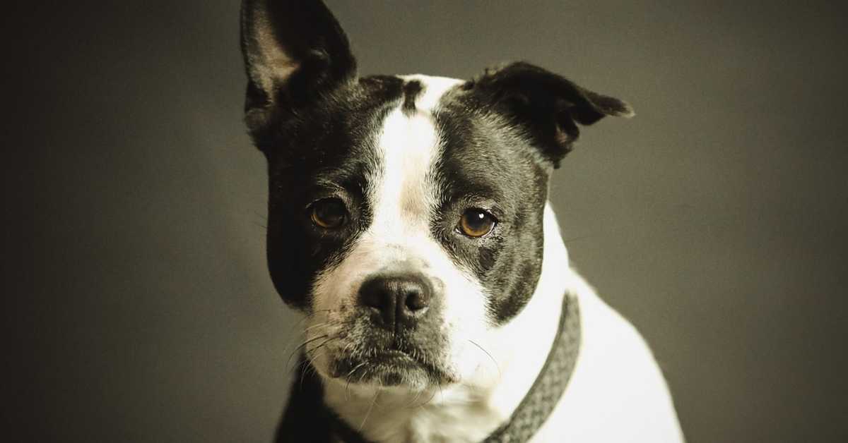 Деменција код паса је чешћа него што мислите, на шта треба обратити пажњу