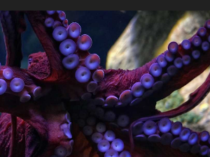 Хоботнице  окупирале јужне обале Енглеске – да ли је ово њихова година