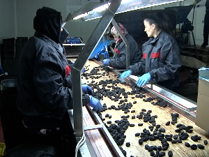 У Топлици сувих шљива ни за лек