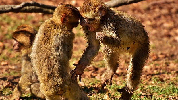 Грегори Бејтсон: Теорија игре и фантазије (1)