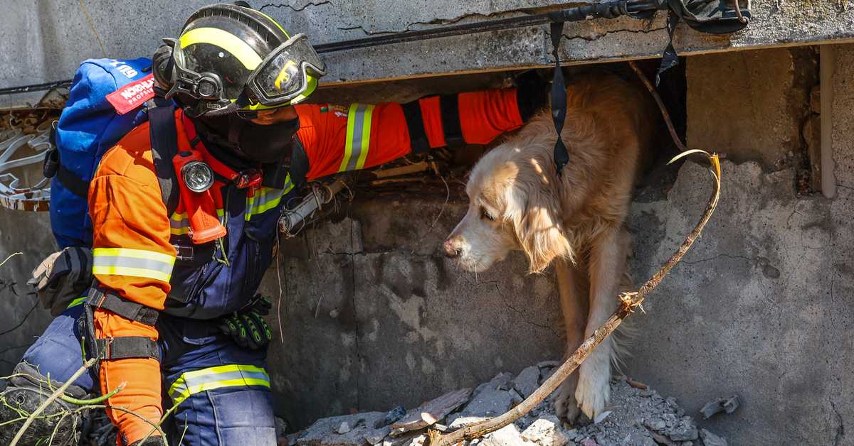 Да ли пси имају „шесто чуло“ за земљотресе и опасности