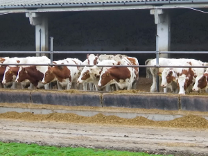 Млекаре најављују нижу откупну цену у јануару