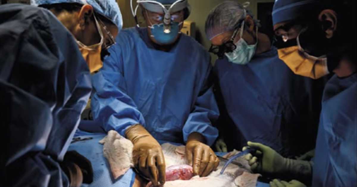 Органи генетски модификованих свиња као нова нада – може ли ксенотрансплантација надмашити људске органе