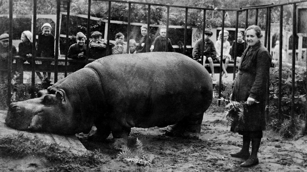 Клепсидра: Прича о нилском коњу Красавици и опсади Лењинграда