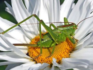 Еко минијатуре: Зоофобија