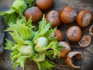 Нутела из неолита – како археолози користе лешнике за реконструкцију древних шума