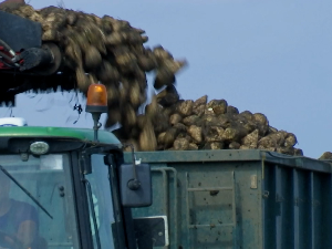 Завршена кампања прераде шећерне репе 