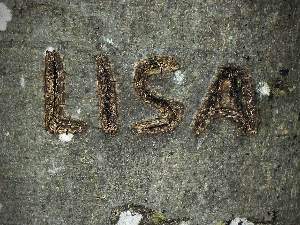 Новогодишњи музички маратон 202: Женска имена луда налазе се свуда