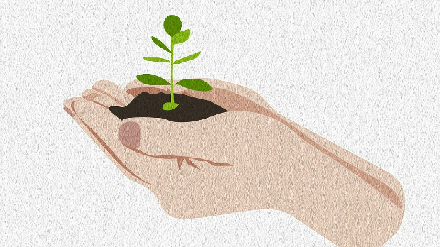 Авантуре црва Пере: Семенке