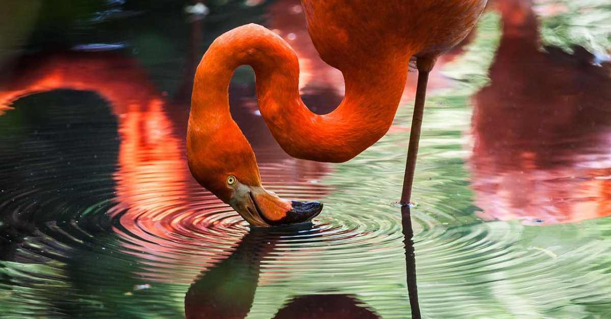Фламингоси су ружичасти предатори – њихов начин лова зачудио је научнике