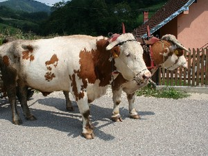 Во у народним веровањима Срба