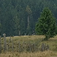 1001 Траг – Која гора, Иво