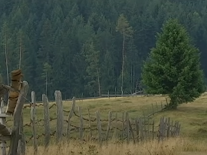 1001 Траг – Која гора, Иво