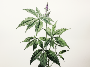 Авантуре црва Пере: Коприва