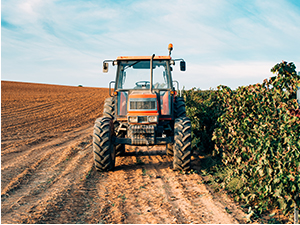 Нова стратегија пољопривреде предвиђа враћање прехрамбеног суверенитета Србије