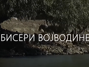 Наука у селу: Бисери Војводине