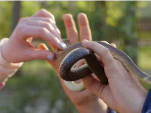 Приче из природе:	Смук